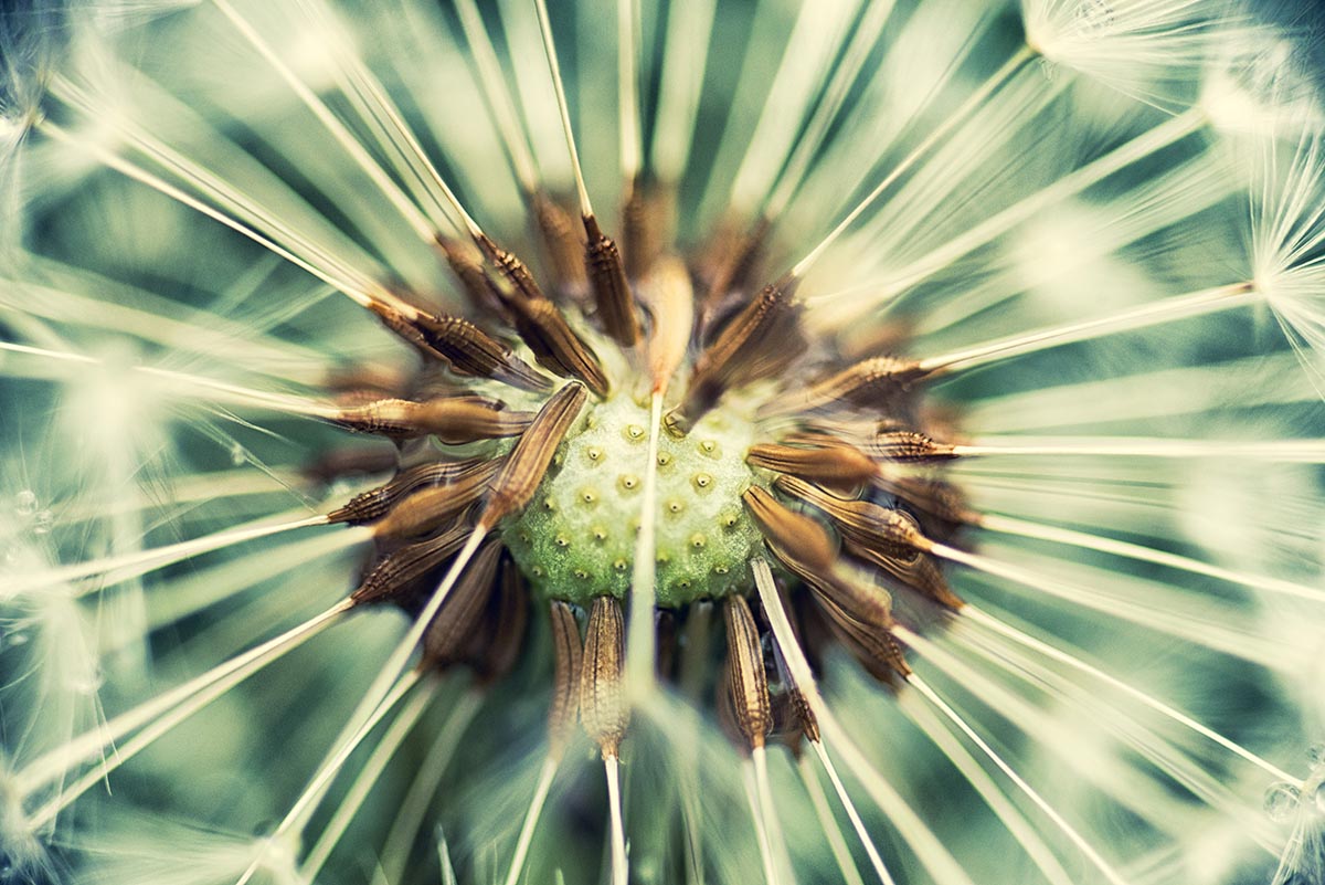 Macro
