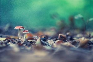 Macro