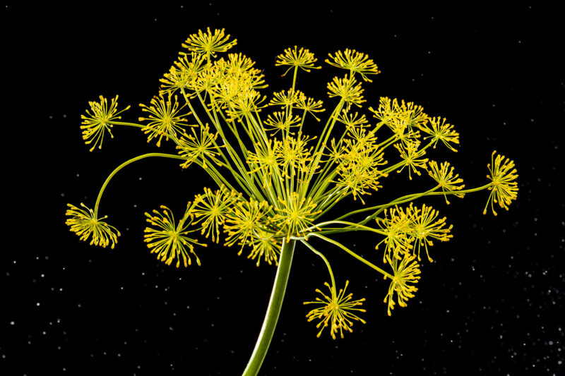 Portret Art By Zilte C fotografie