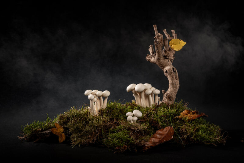 Ingredienten portret Art By Zilte C fotografie