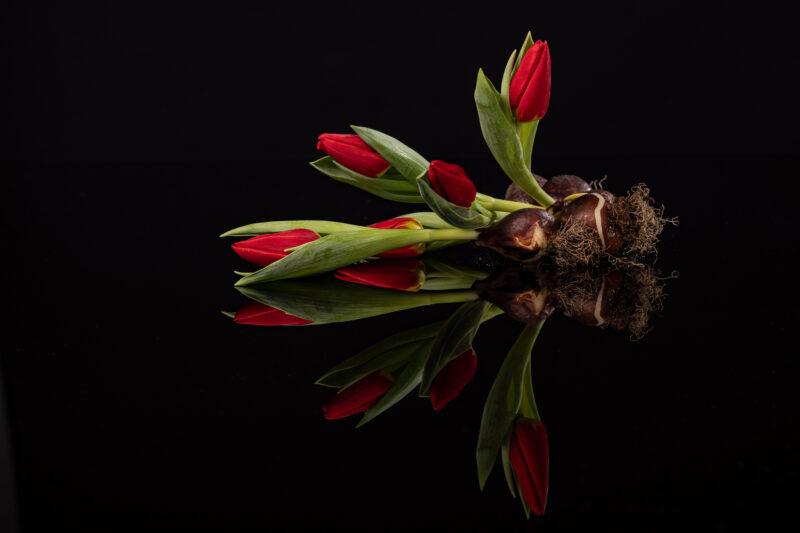 portret Art By Zilte C fotografie