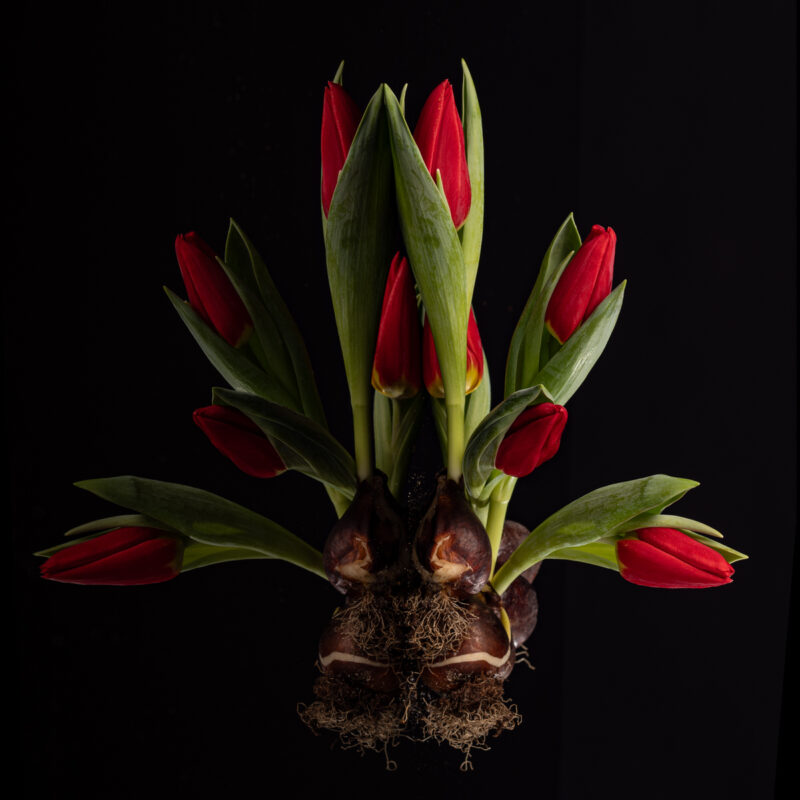 portret Art By Zilte C fotografie