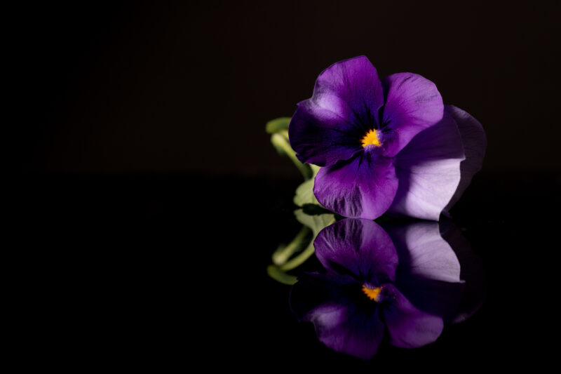 portret Art By Zilte C fotografie