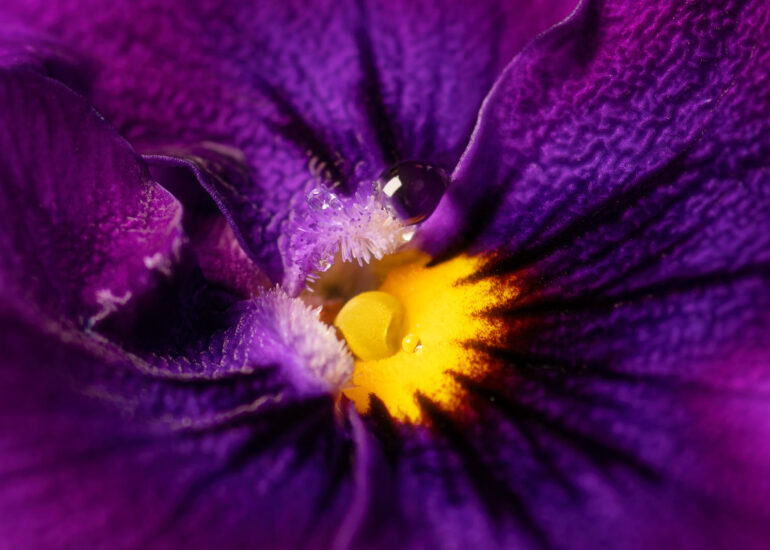 portret Art By Zilte C fotografie