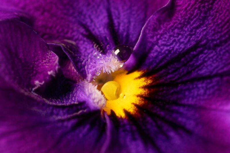 portret Art By Zilte C fotografie