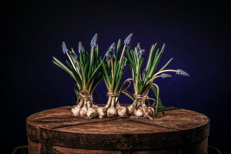 Portret Art By Zilte C fotografie