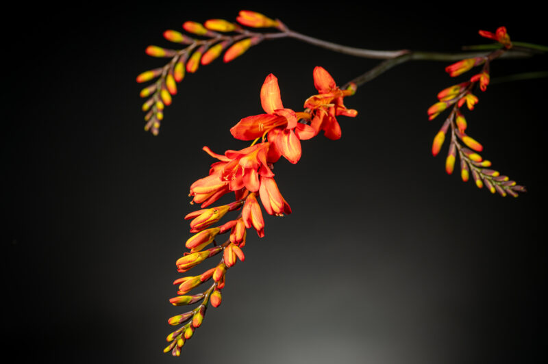 portret Art By Zilte C fotografie